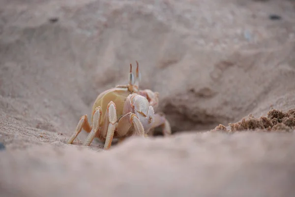 Großaufnahme Von Wilden Krabben Die Sich Einem Sandloch Strand Verstecken — Stockfoto