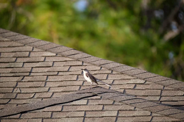 Closeup House Roof Top Covered Asphalt Bitumen Shingles Waterproofing New — Fotografie, imagine de stoc