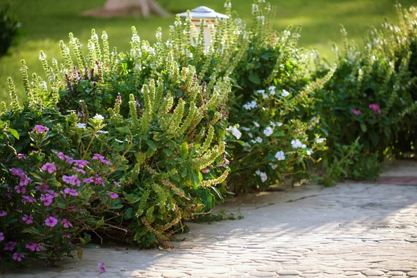 Arbustos Verdes Con Flores Brillantes Que Crecen Parque Tropical —  Fotos de Stock