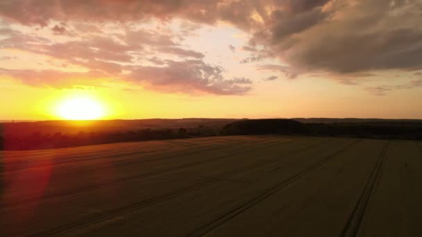 Воздушный Пейзаж Желтого Сельскохозяйственного Поля Спелой Пшеницей Яркий Летний Вечер — стоковое видео