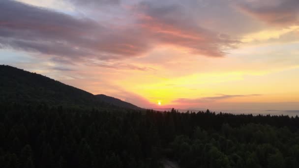 Vista Aérea Del Bosque Pinos Verdes Con Abetos Oscuros Que — Vídeos de Stock