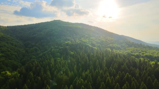 Vista Aérea Pinhal Verde Com Árvores Abeto Escuro Cobrindo Colinas — Vídeo de Stock