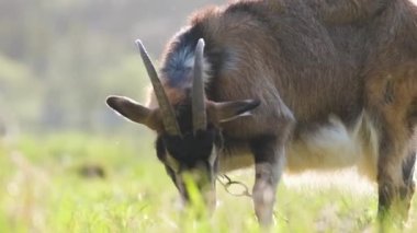 Uzun sakallı, yeşil çayırlarda otlayan yerli süt keçisi. Çiftlik arazilerinde sığır beslemek.