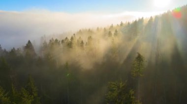 Sonbahar gündoğumunda karanlık dağ ormanları üzerinde parlak sisli bir sabah manzarası. Şafak vakti vahşi ormanın güzel manzarası.