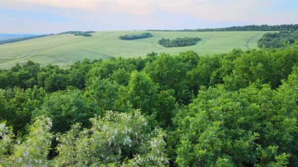 Widok Lotu Ptaka Ciemny Bujny Las Kwitnących Zielonych Drzew Zadaszenia — Wideo stockowe