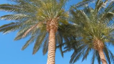Güzel yeşil hindistan cevizi palmiyeleri mavi gökyüzüne karşı tropikal sahilde rüzgarda sallanıyor. Yaz tatili kavramı.