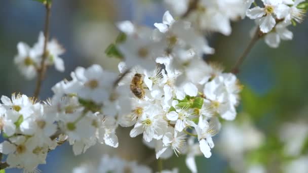 Brindilles Cerisier Fleurs Blanches Fleurs Début Printemps — Video