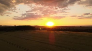 Canlı bir yaz akşamında olgun buğdayla ekili sarı tarım arazisinin havadan manzarası..