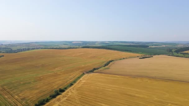 Buğday Hasadından Sonra Kuru Samanla Ekilmiş Sarı Tarım Arazisinin Havadan — Stok video