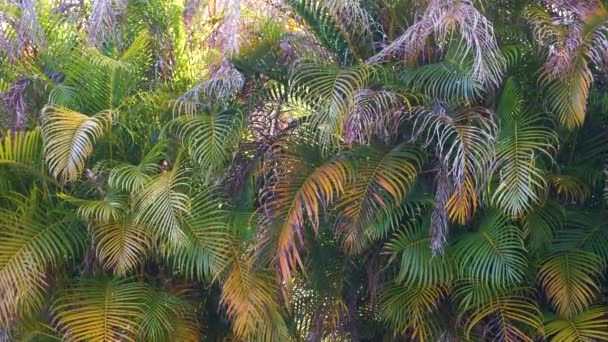 Beautiful Green Palm Tree Foliage Tropical Forest Summer Rainforest Background — Vídeo de stock