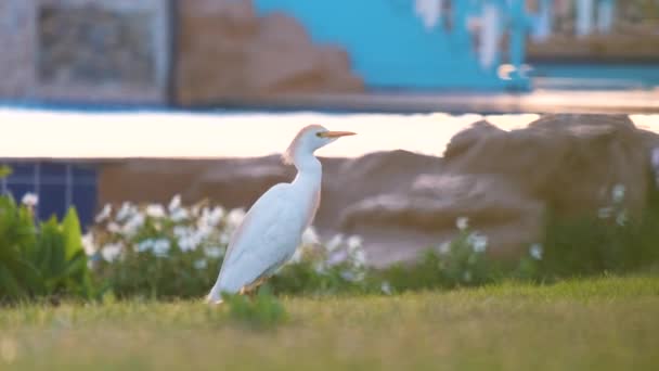 Pájaro Salvaje Garceta Blanca También Conocido Como Bubulcus Ibis Caminando — Vídeos de Stock