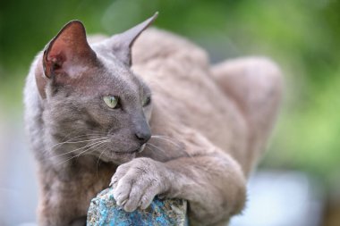 Büyük gri kızgın Sfenks yazın açık havada dinlenen başıboş bir kedi doğuruyor..