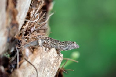 Makro, yaz güneşinde ısınan kertenkeleye yakın çekim. Anolis sagrei, Florida 'da yaşayan küçük bir sürüngen..
