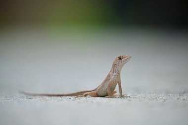 Makro, yaz güneşinde ısınan kertenkeleye yakın çekim. Anolis sagrei, Florida 'da yaşayan küçük bir sürüngen..