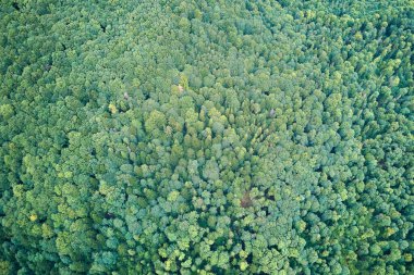 Yazın yeşil ağaçlı, koyu yemyeşil ormanların tepeden aşağı düz manzarası..