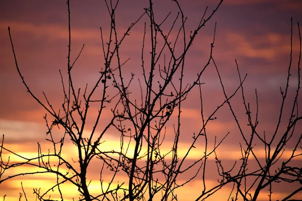 Küçük ağaçlardan ve çalılardan oluşan siyah yapraklar parlak renkli günbatımına karşı güneş ışığıyla aydınlanan canlı bulutlarla aydınlandı..
