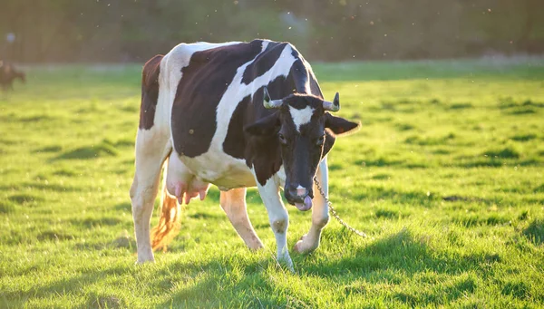 Milk Cow Grazing Green Farm Pasture Summer Day Feeding Cattle — Stock Photo, Image
