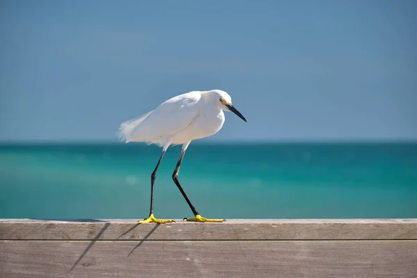 Білий Чапля Диких Морських Птахів Також Відомий Великий Вінок Узбережжі — стокове фото