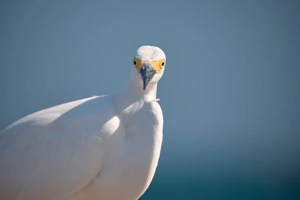 Garza Blanca Pájaro Marino Salvaje También Conocido Como Gran Garza —  Fotos de Stock