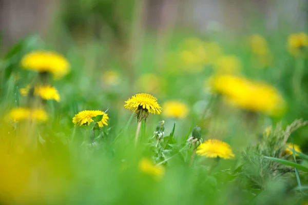 Flores Diente León Amarillo Floreciendo Prado Verano Verde Jardín Soleado — Foto de Stock