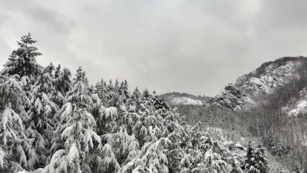 Paisaje Niebla Aérea Con Pinos Siempreverdes Cubiertos Nieve Fresca Caída — Vídeos de Stock