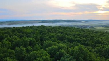 Yazın sık ağaçlarla kaplı koyu yeşil yemyeşil orman manzarası.