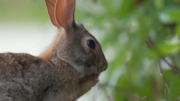 의작은 토끼는 들판에서 스스로 청소를 자연계의 — 비디오