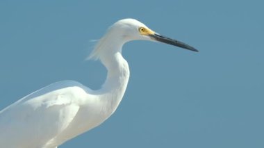 Beyaz balıkçıl, yazın deniz kenarında büyük balıkçıl olarak da bilinir..
