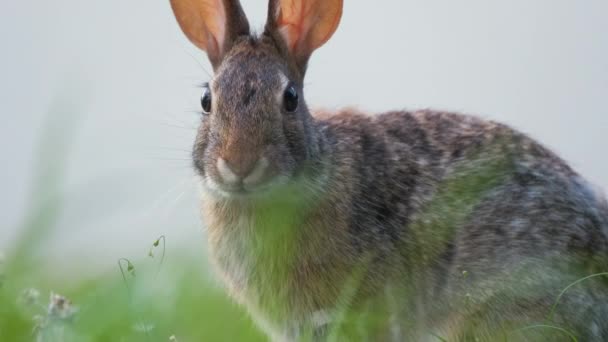 Grijze Kleine Haas Die Gras Eet Het Zomerveld Wild Konijn — Stockvideo