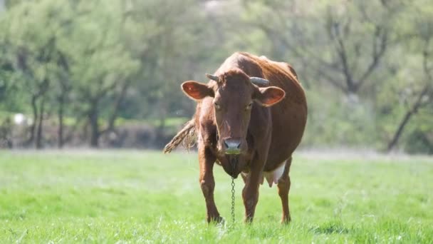 Yeşil Çiftlik Otlaklarında Yaz Günü Süt Ineği Otluyor Çiftlik Arazilerinde — Stok video