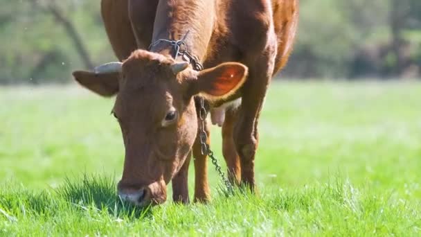 Vaca Leite Que Pastoreia Pastagem Fazenda Verde Dia Verão Alimentação — Vídeo de Stock