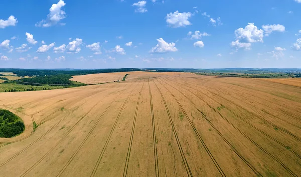 Aerial Landscape View Yellow Cultivated Agricultural Field Ripe Wheat Bright — Stockfoto