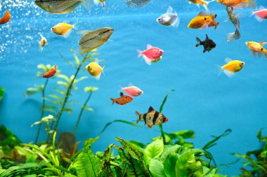 Derin mavi su akvaryumunda yeşil tropikal bitkilerle yüzen renkli egzotik balıklar..