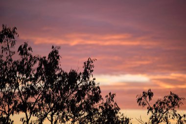 Küçük ağaçlardan ve çalılardan oluşan siyah yapraklar parlak renkli günbatımına karşı güneş ışığıyla aydınlanan canlı bulutlarla aydınlandı..