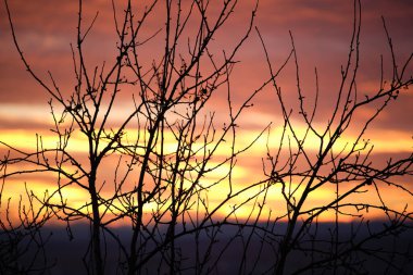 Küçük ağaçlardan ve çalılardan oluşan siyah yapraklar parlak renkli günbatımına karşı güneş ışığıyla aydınlanan canlı bulutlarla aydınlandı..