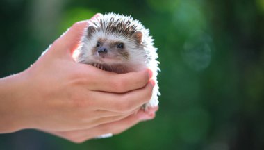 İnsan elleri yaz günü dışarıda küçük bir Afrika kirpisi tutuyor. Evcil hayvan bakımı ve evcil hayvan bakımı..