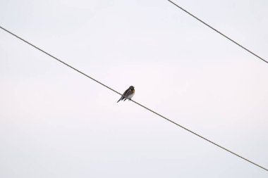 Küçük vahşi bir kuş elektrik hattında tek başına tünedi..