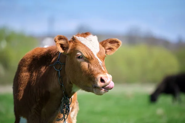 Head Portrait Young Calf Grazing Green Farm Pasture Summer Day — Stock Photo, Image