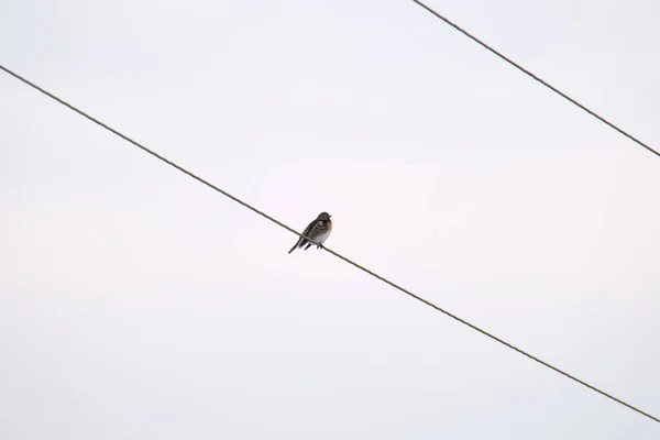 Pasăre Mică Sălbatică Care Coboară Singură Sârmă Electrică — Fotografie, imagine de stoc