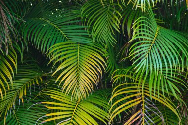 Beautiful green palm tree foliage in tropical forest. Summer rainforest background.