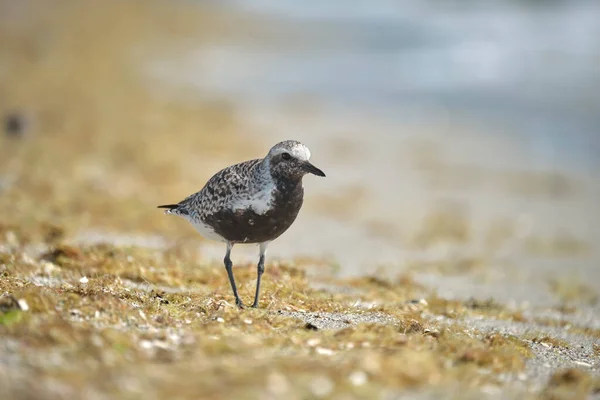 Zwarte Bellied Plover Wilde Zeevogels Zoek Naar Voedsel Aan Zee — Stockfoto