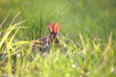 Gri küçük tavşan yaz tarlasında ot yiyor. Vahşi tavşan doğada.