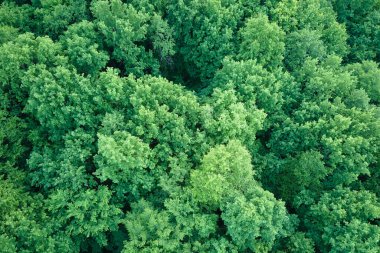 Yazın yeşil ağaçlı, koyu yemyeşil ormanların tepeden aşağı düz manzarası..