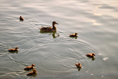 Anne kuş ve yavrularından oluşan vahşi ördek ailesi gün batımında göl suyunda yüzüyor. Kuş izleme konsepti.