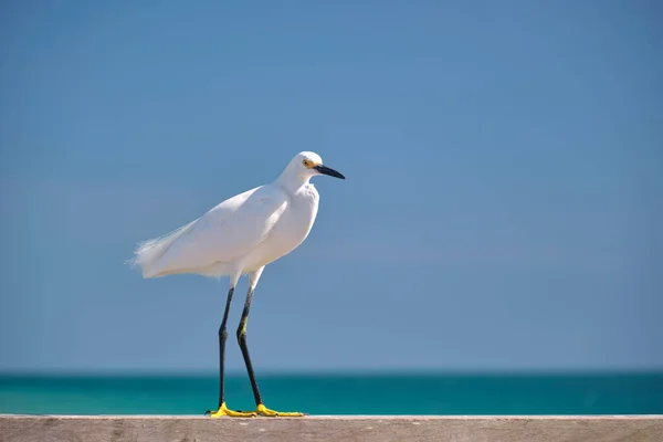 Garza Blanca Pájaro Marino Salvaje También Conocido Como Gran Garza — Foto de Stock