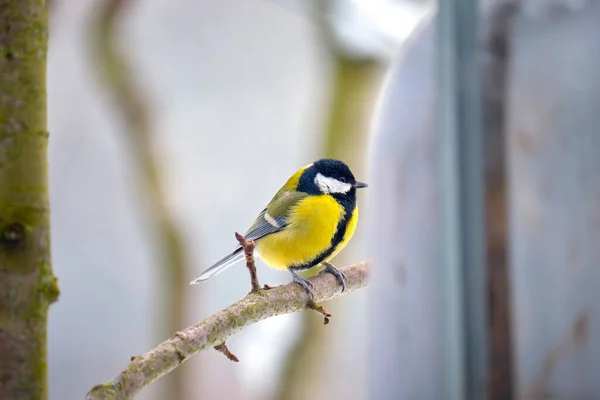 Yellow Wild Tit Bird Perching Tree Branch Cold Winter Day — Foto de Stock