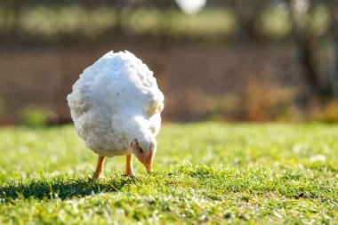 Geleneksel kırsal çiftlik çiftliğinde tavuk beslenir. Ahırda duran yeşil çimenli tavuğa yakın durun. Serbest tarım kümes hayvanları konsepti.