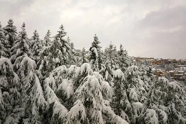 Letecká Mlhavá Krajina Věčně Zelenými Borovicemi Pokryté Čerstvým Padlým Sněhem — Stock fotografie