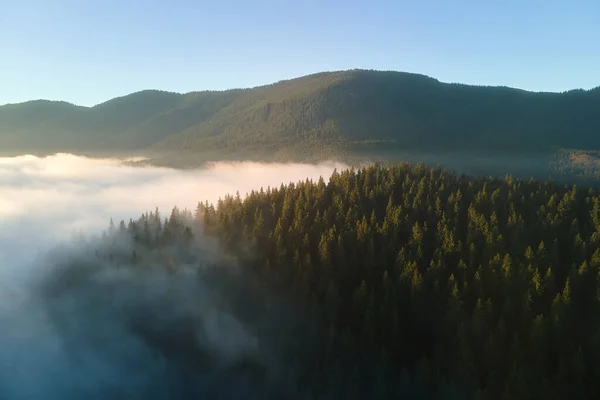 Letecký Pohled Jasné Mlhavé Ráno Nad Tmavými Horskými Lesy Při — Stock fotografie