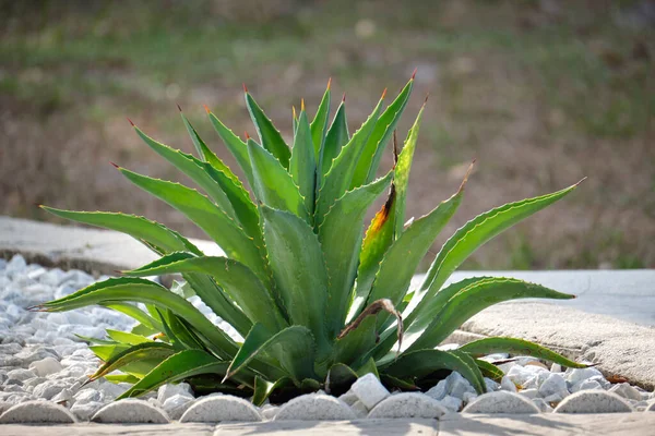 Primer Plano Planta Aloe Vera Con Grandes Hojas Verdes Que —  Fotos de Stock